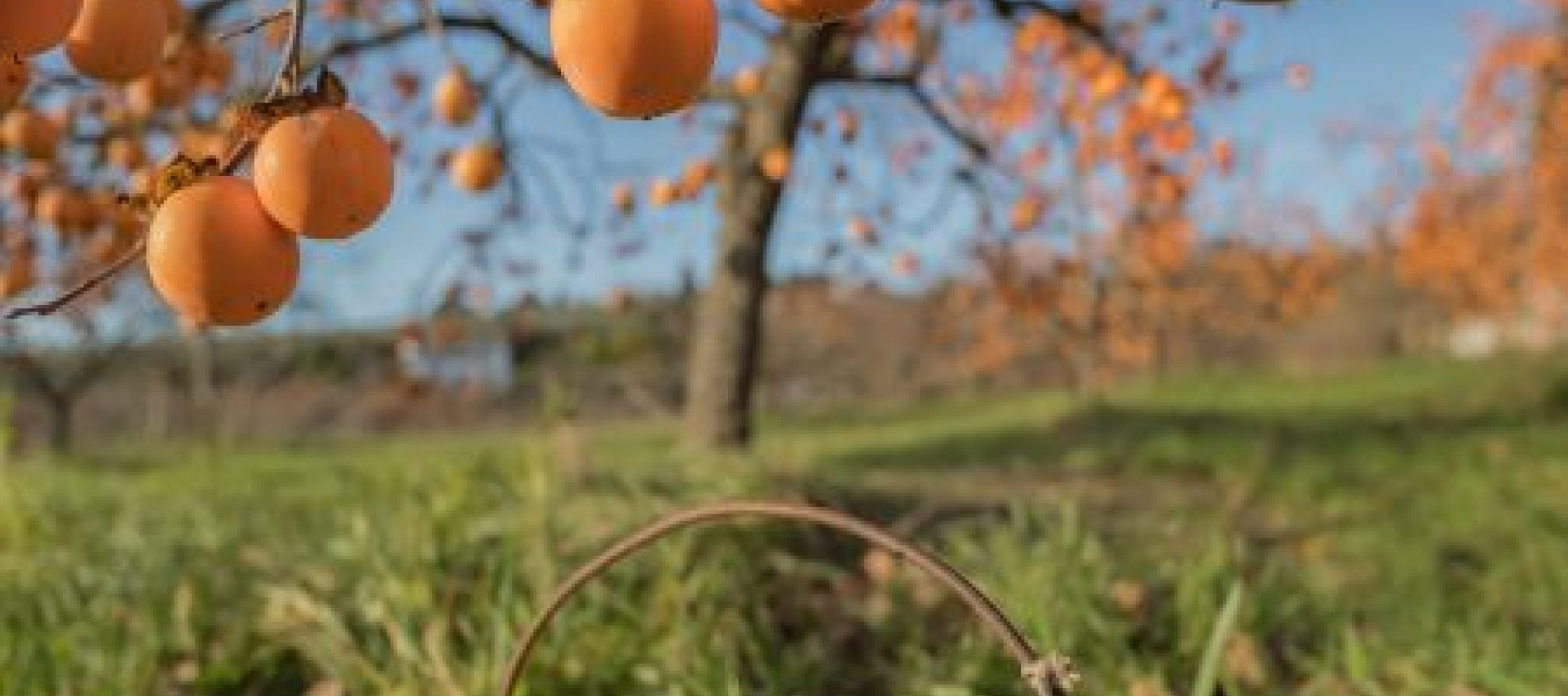 November in Istria marked by traditional Saint Martin&rsquo;s Day and Persimmon Feast