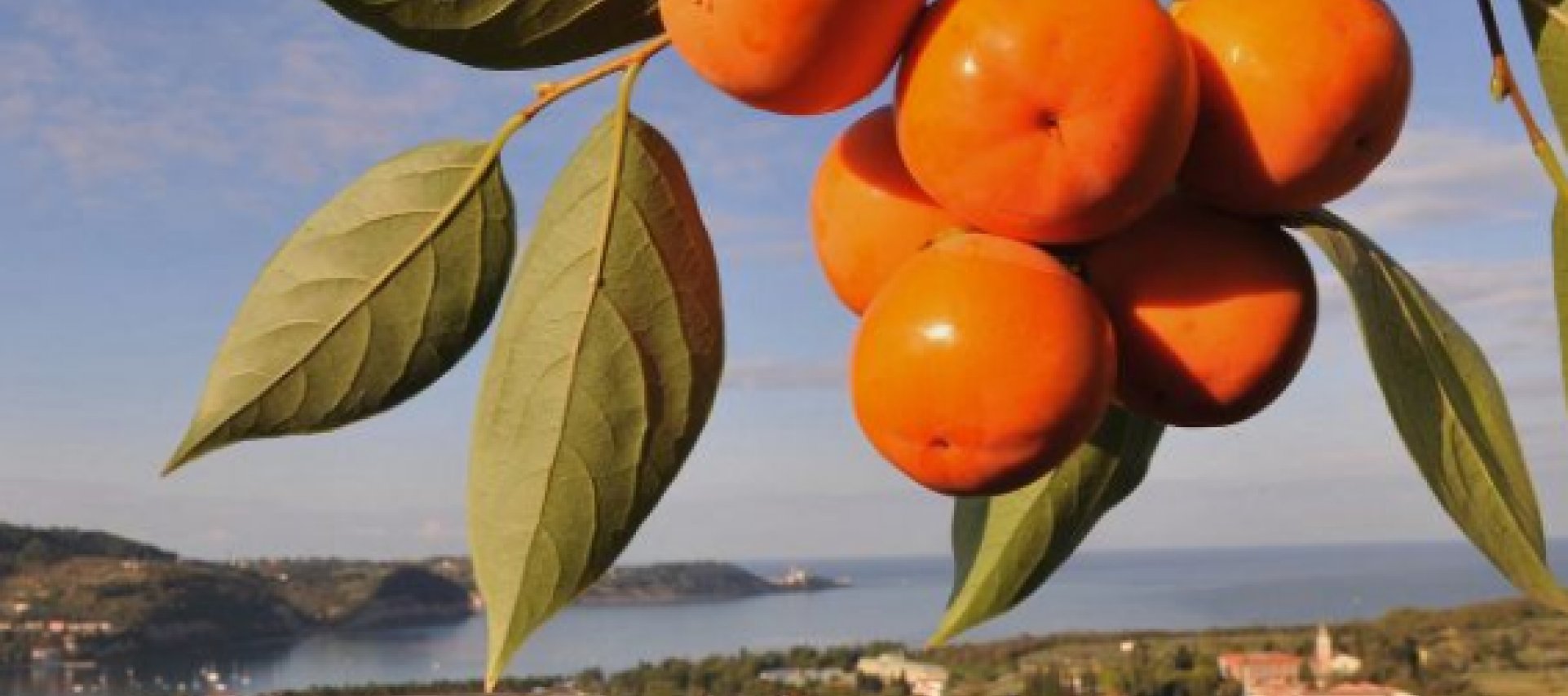 Kaki persimmon feast, Strunjan 
